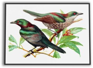 Glossy Starlings