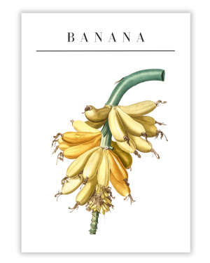 Banana Fruit Modern Vintage Art Print Poster