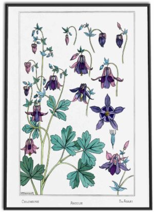 Columbine Flowers Art Nouveau Vintage Print | 1896