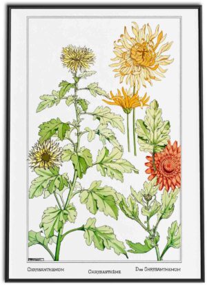 Chrysanthemum Art Nouveau Vintage Art Print | 1896