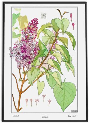 Lilac Flowers | 1896