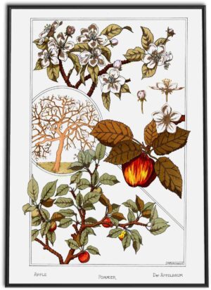 Apple Tree, Flowers and Fruit | 1896