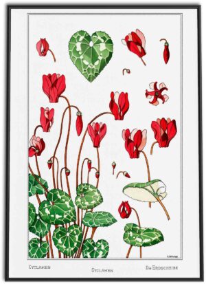 Cyclamen Flowers | 1896