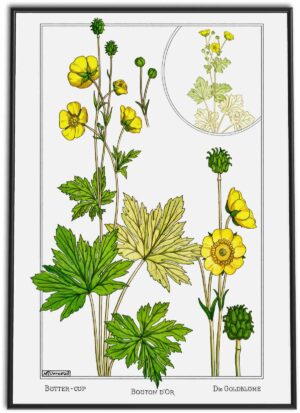 Buttercup Flowers | 1896