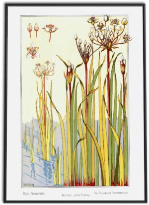 Flowering Rush | 1896