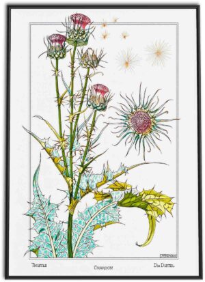 Thistle Flowers | 1896
