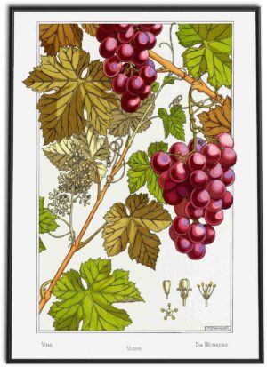 Grapes on Vine | 1896