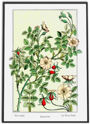 Wild Roses | 1896