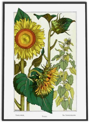 Sunflower Art Nouveau Vintage Print | 1896