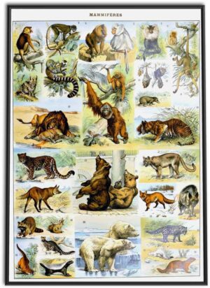 Mammals Wall Chart | 1898