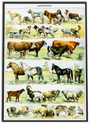 Mammals Wall Chart | 1898