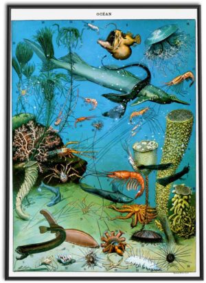 Ocean Wall Chart | 1898