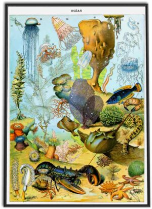 Ocean Wall Chart | 1898