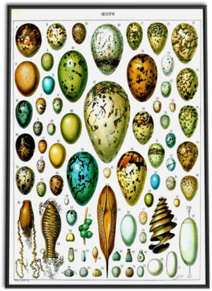 Eggs Wall Chart | 1898