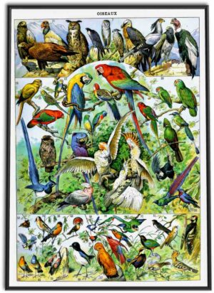 Birds Wall Chart | 1898