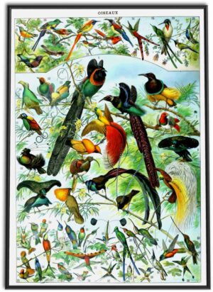 Birds Wall Chart | 1898