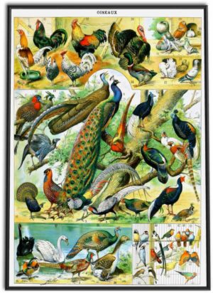 Birds Wall Chart | 1898