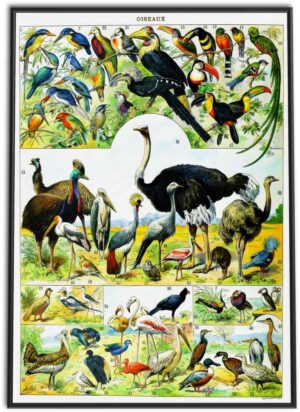 Birds Wall Chart | 1898