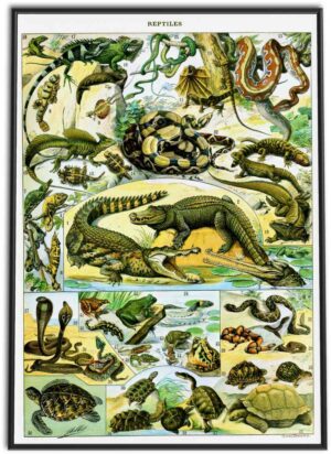 Reptiles Wall Chart | 1898