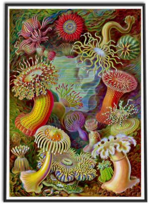 Sea Anemones | 1899