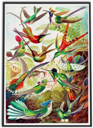 Trochilidae (Hummingbirds) | 1899