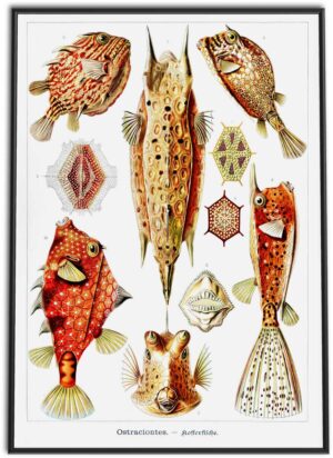 Boxfishes | 1899
