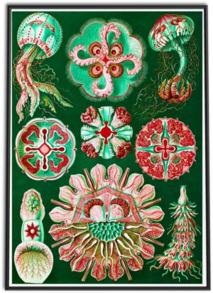 Aurelia Jellyfish (Moon Jellies) | 1899