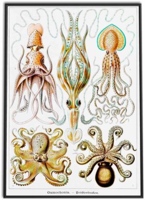 Cephalopods (Squid and Octopus) | 1899