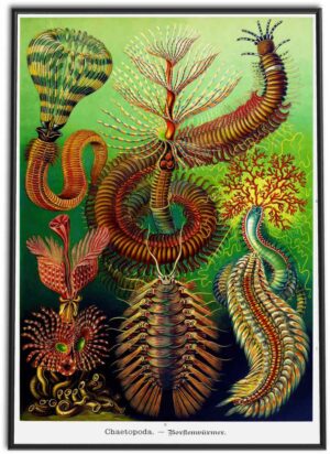 Annelids (Marine Worms) | 1899