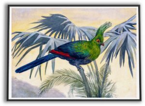 Livingston's Turaco | 1888